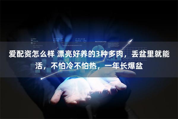 爱配资怎么样 漂亮好养的3种多肉，丢盆里就能活，不怕冷不怕热，一年长爆盆