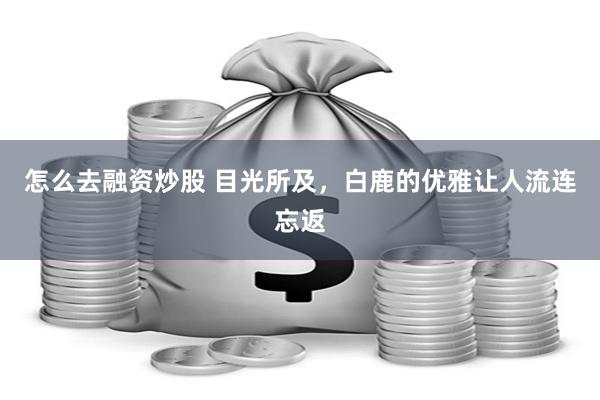 怎么去融资炒股 目光所及，白鹿的优雅让人流连忘返