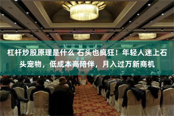杠杆炒股原理是什么 石头也疯狂！年轻人迷上石头宠物，低成本高陪伴，月入过万新商机