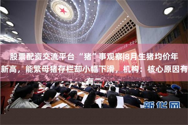 股票配资交流平台 “猪”事观察|8月生猪均价年内新高，能繁母猪存栏却小幅下滑，机构：核心原因有二