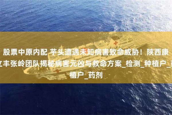 股票中原内配 芋头遭遇未知病害致命威胁！陕西康禾立丰张岭团队揭秘病害元凶与救命方案_检测_种植户_药剂